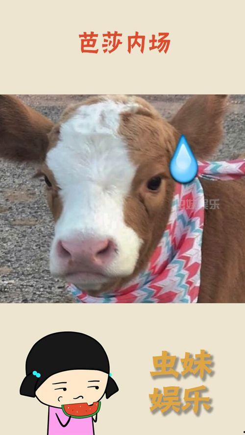 娱乐吃瓜酱小黑,揭秘娱乐圈背后的那些事儿