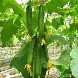 紫酱娱乐吃瓜,揭秘娱乐圈最新吃瓜事件，带你领略明星幕后故事