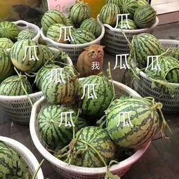 娱乐吃瓜是真是假,真相还是谣言？揭秘明星幕后故事