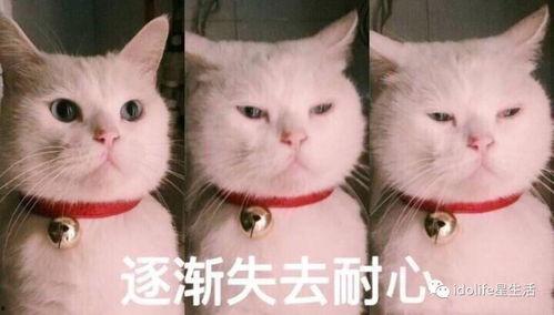 猫吃瓜的表情包,揭秘猫咪的幽默时刻